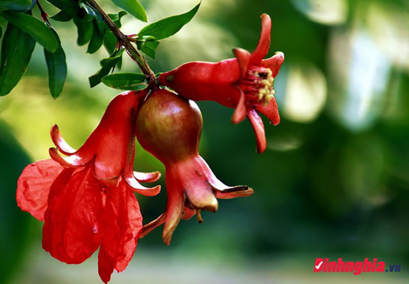 Phân tích Cảnh ngày hè để thấy nỗi niềm của nhà thơ