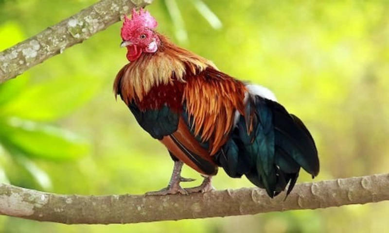 Dàn ý phân tích bài thơ Tiếng gà trưa của Xuân Quỳnh