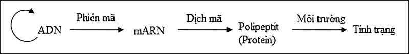 Sơ đồ mối quan hệ giữa gen và tính trạng