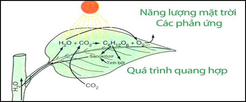 Phản ứng quang hợp