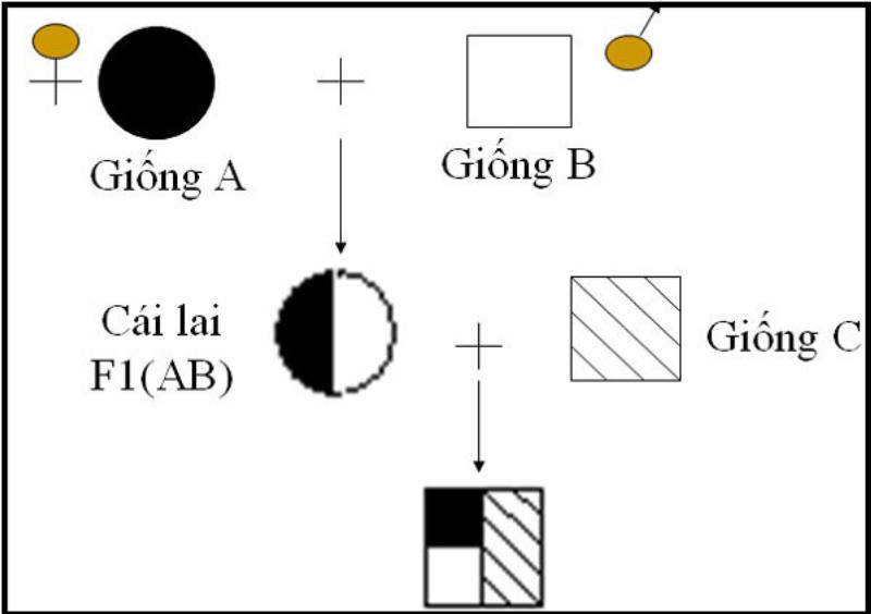 Lai kinh tế là gì? Phép lai kinh tế là gì?
