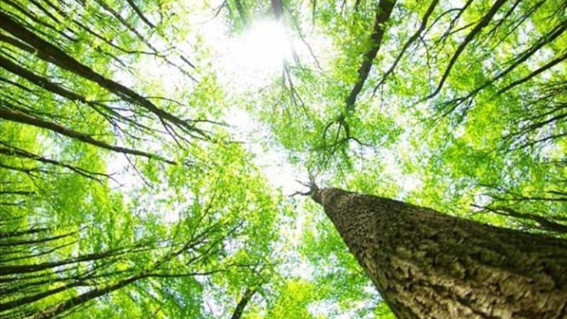 Một số biện pháp bảo vệ rừng
