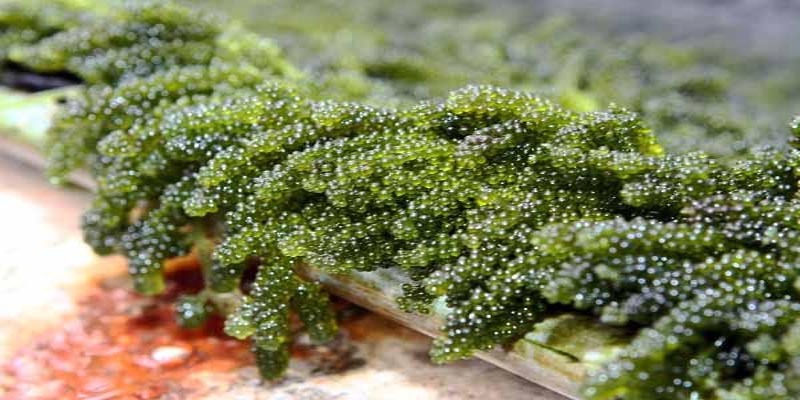 Tảo là loài thực vật mang lại nhiều lợi ích cho con người