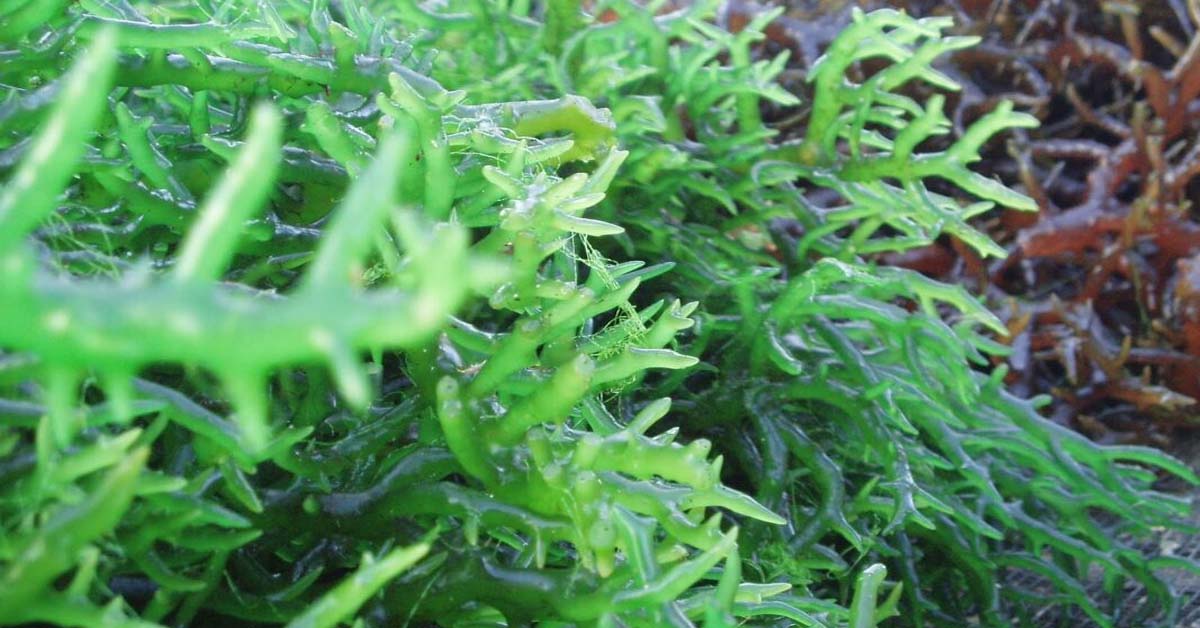 So sánh đặc điểm cấu tạo của Rêu với Tảo trong