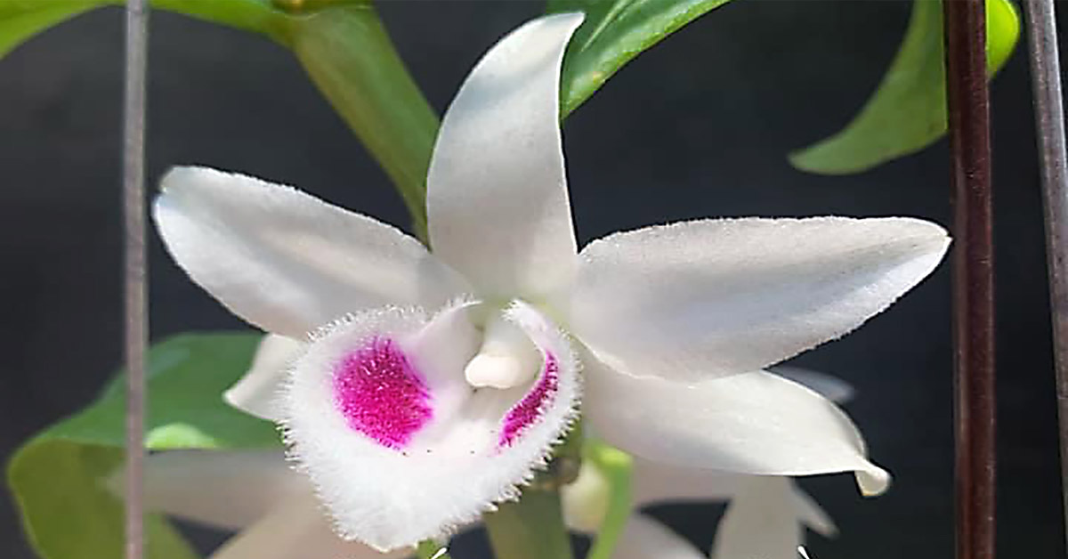 So sánh thường biến và đột biến dựa trên những yếu tố nào