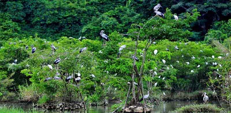 Tài nguyên sinh vật trên thế giới là vô cùng phong phú