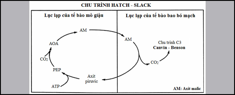 Tại sao thực vật c4 có năng suất cao nhất?