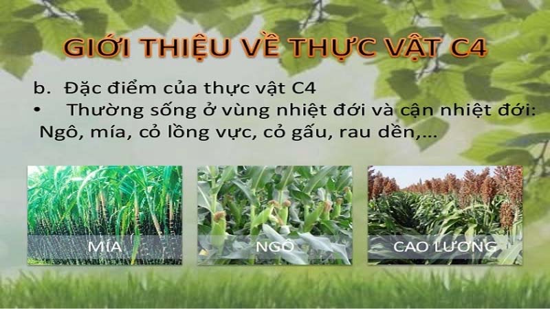 Tăng diện tích bộ lá và hệ số kinh tế