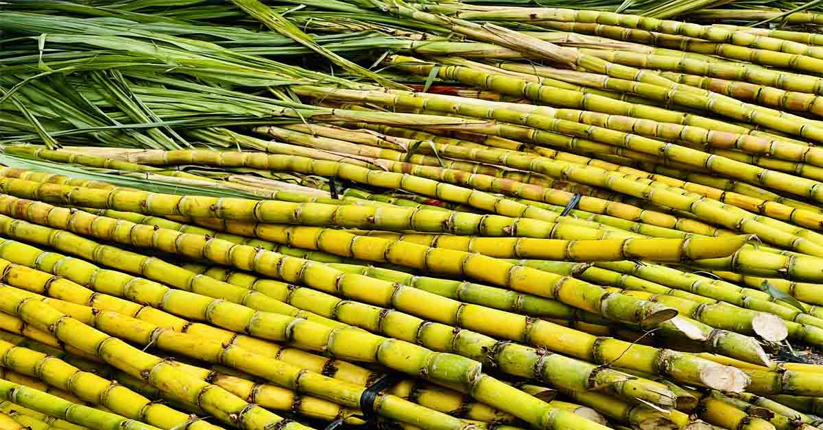 Tại sao thực vật C4 có năng suất cao nhất trong