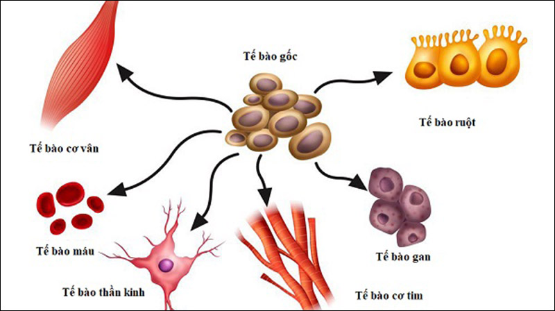 Tế bào gốc egf là gì?