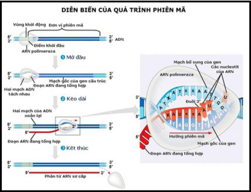 Định nghĩa quá trình phiên mã là gì?
