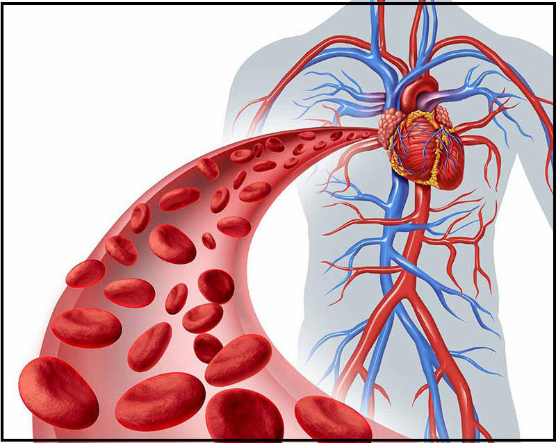 Quá trình chuyển hóa Triglycerid