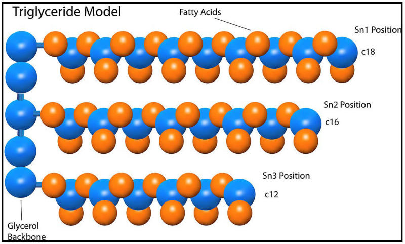 Triglyceride cao là gì?