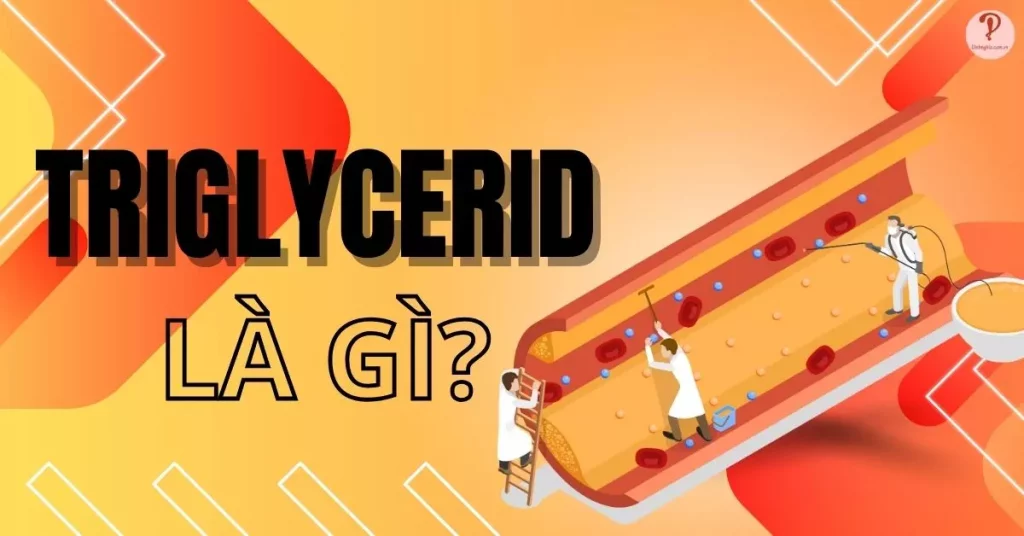 Triglyceride là gì Tìm hiểu xét nghiệm định lượng triglycerid