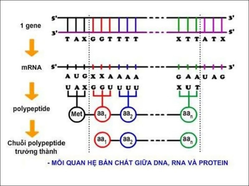 Mối quan hệ giữa adn arn và protein