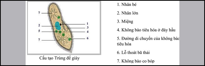 Trùng biến hình bắt mồi là gì?