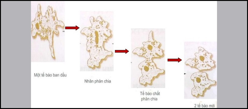 Sinh sản của trùng biến hình