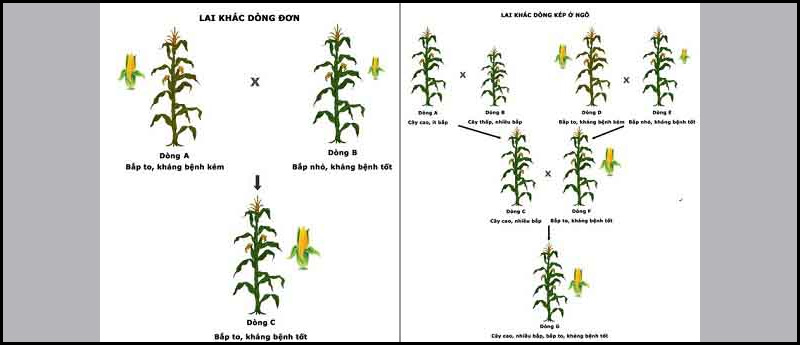 Hình ảnh cụ thể về ưu thế lai