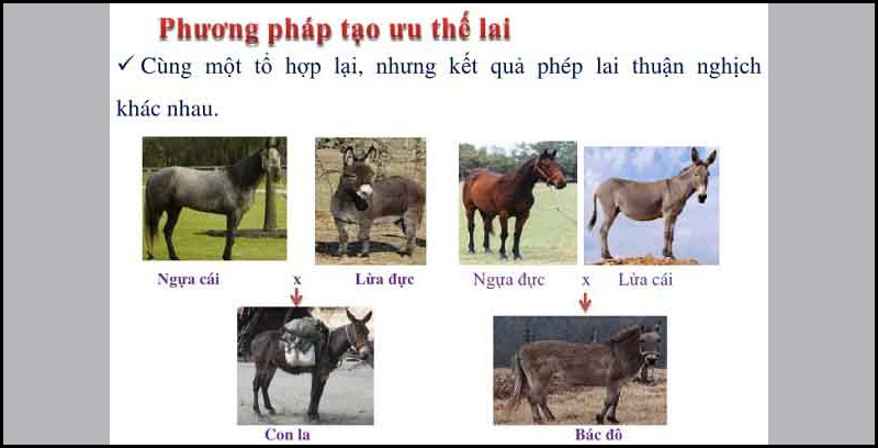 Phương pháp tạo ưu thế lai
