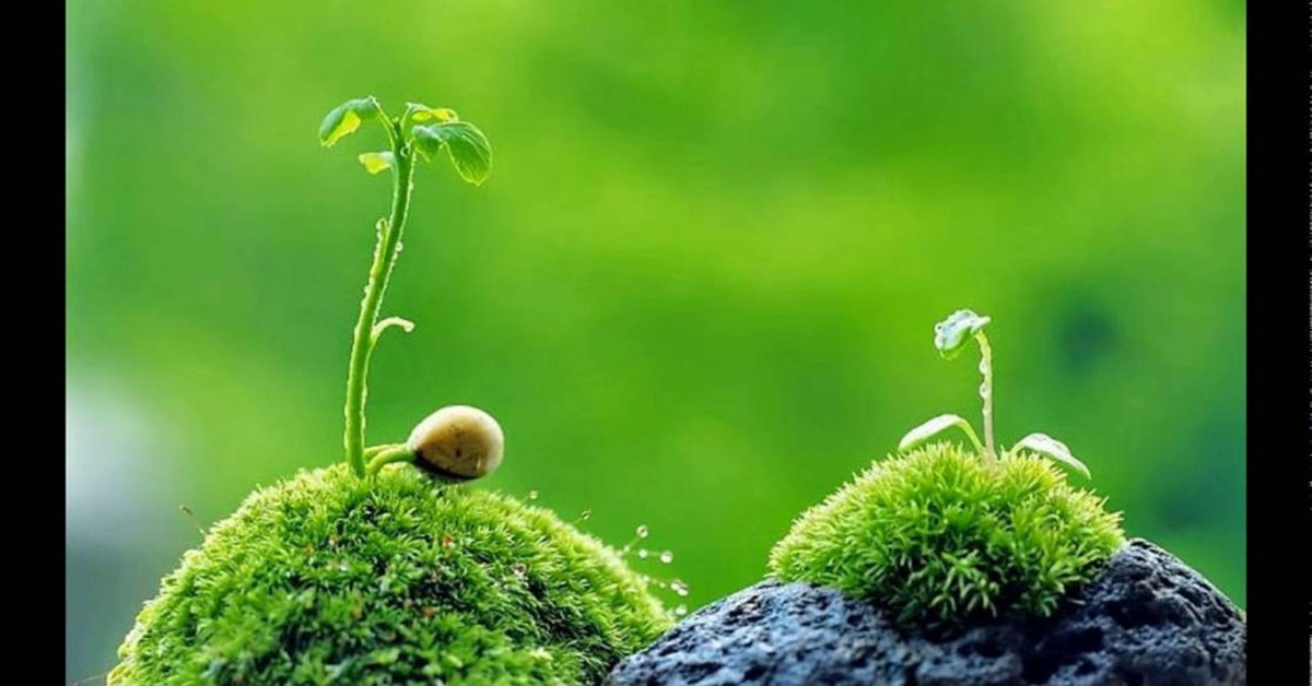 Vai trò của thực vật đối với môi trường