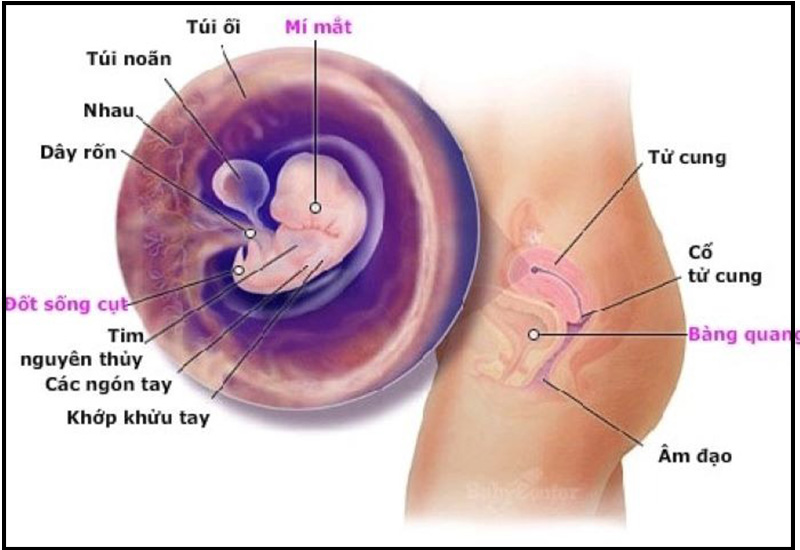 Những lưu ý về Yolksac là gì?