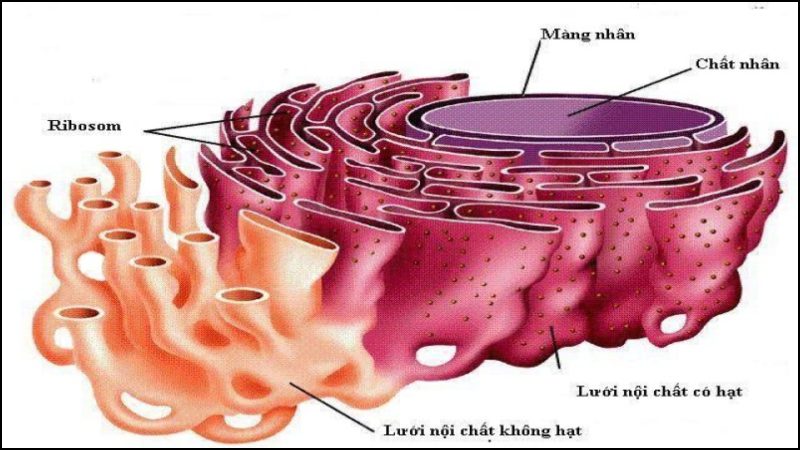 Bộ máy Golgi