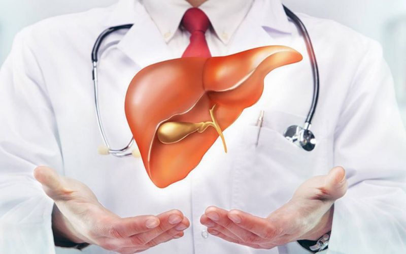 Các chức năng của gan trong lục phủ ngũ tạng