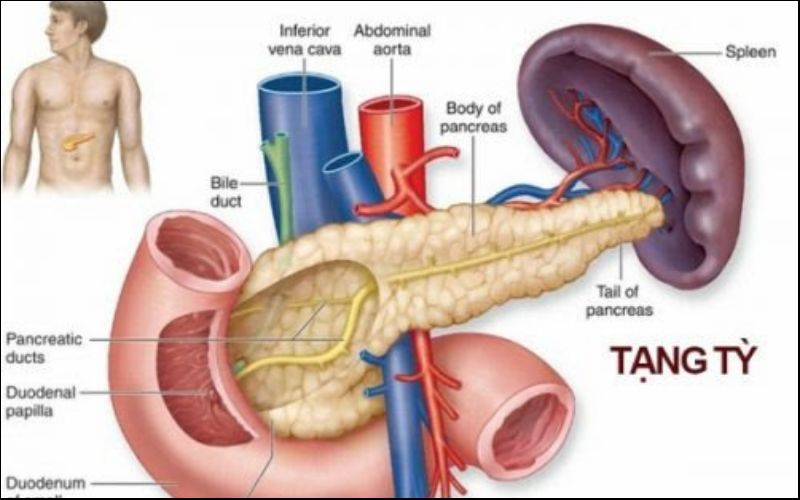 Các chức năng của tạng tỳ