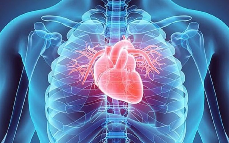 Các vai trò của tạng tâm theo học thuyết tạng tượng