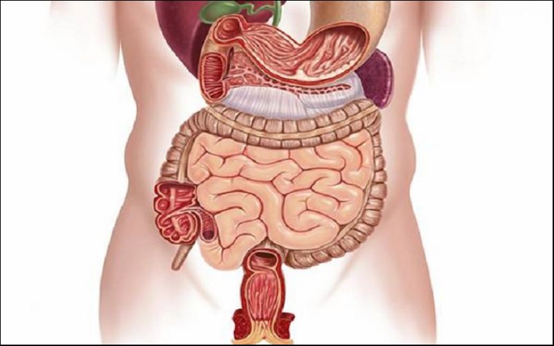 Dựa vào chức năng của từng cơ quan mà phân thành lục phủ, ngũ tạng