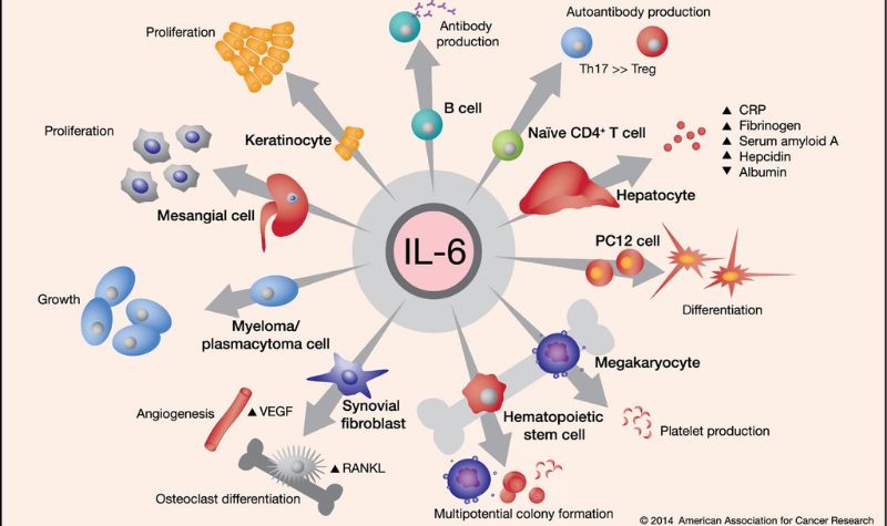 Interleukin 6 là tập hợp một nhóm các phân tử cytokine.
