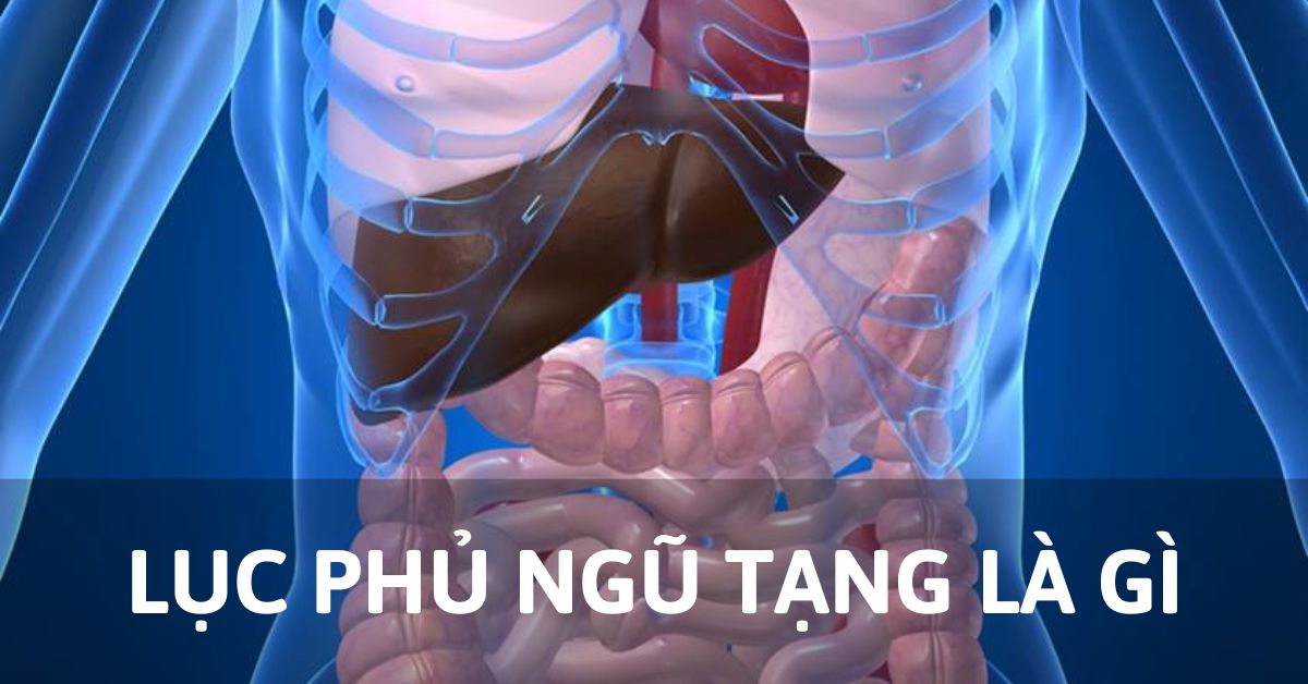 lục phủ ngũ tạng là gì