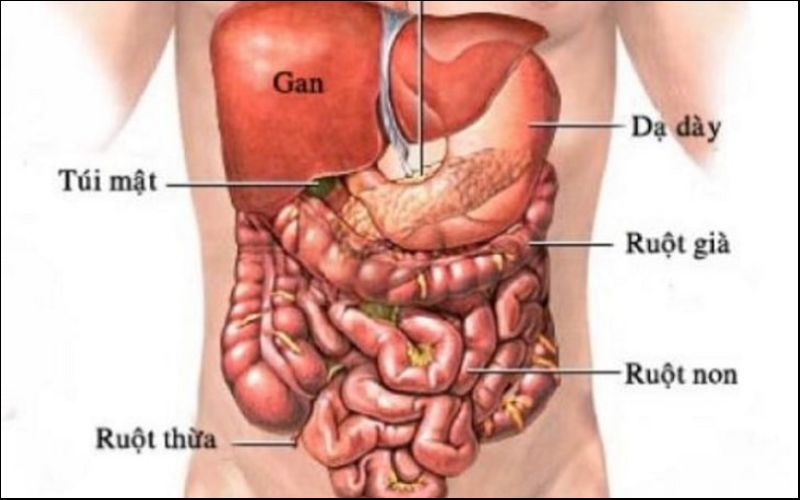 Lục phủ, ngũ tạng