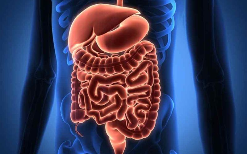Phần trung tiêu là từ tâm vị dạ dày đến hậu môn