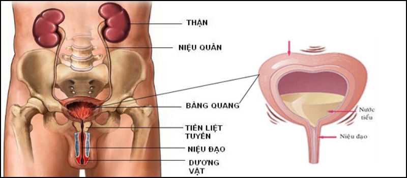 Phủ bàng quang là bọng đái
