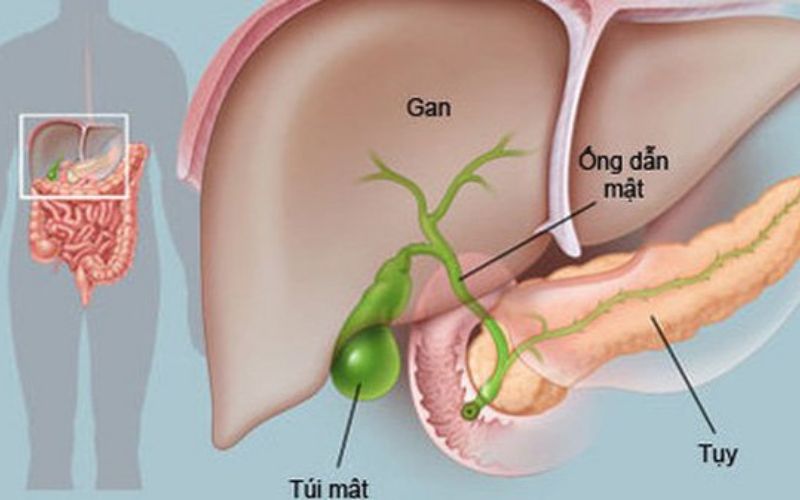 Phủ đởm là dịch mật tiết ra từ túi mật
