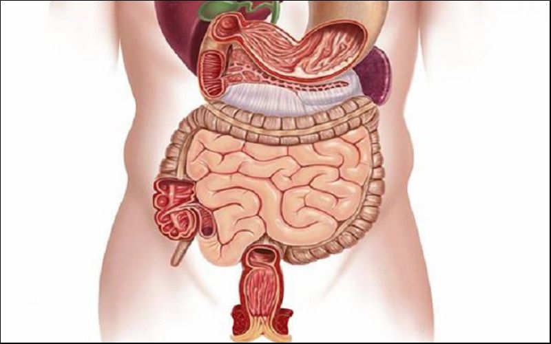 Phủ tiểu tường có chức năng hấp thu chất dinh dưỡng từ thức ăn