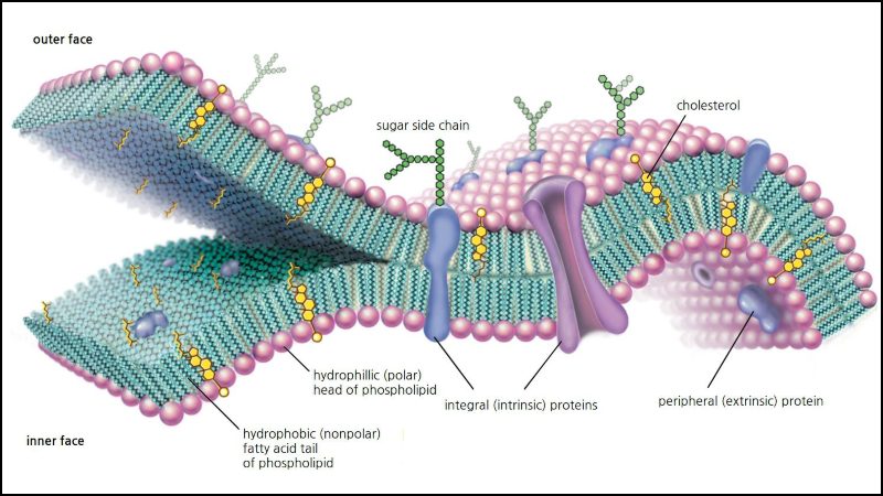 Màng plasma