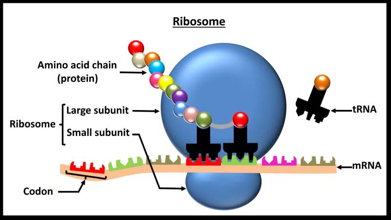 Cấu trúc của riboxom và ribosome liên kết