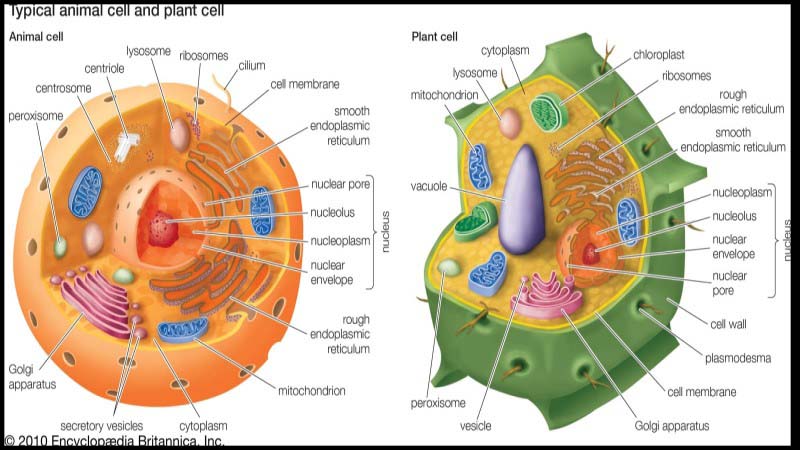 Cấu tạo hóa học của ribosome