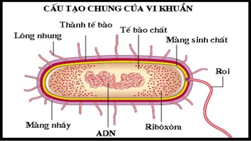 Ribosome trong tế bào vi khuẩn