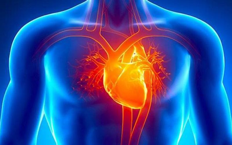 Tạng chỉ tim là tạng đầu tiên trong lục phủ ngũ tạng