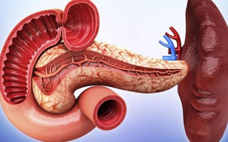 Tạng tỳ giúp cơ thể tiêu hóa thức ăn và chất dinh dưỡng