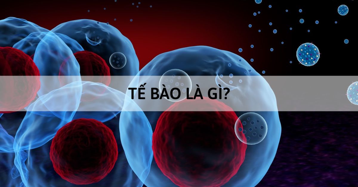 Tế bào là gì