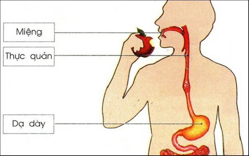 Thượng tiêu bắt đầu từ miệng xuống đến tâm vị dạ dày