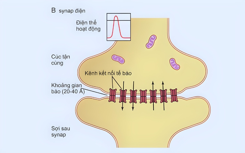 Synap thần kinh điện