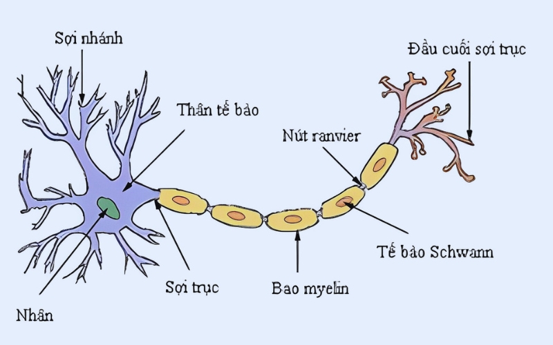 Nơron thần kinh vận động