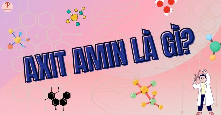 Axit amin là gì? Đặc điểm và vai trò của axit amin đối với cơ thể