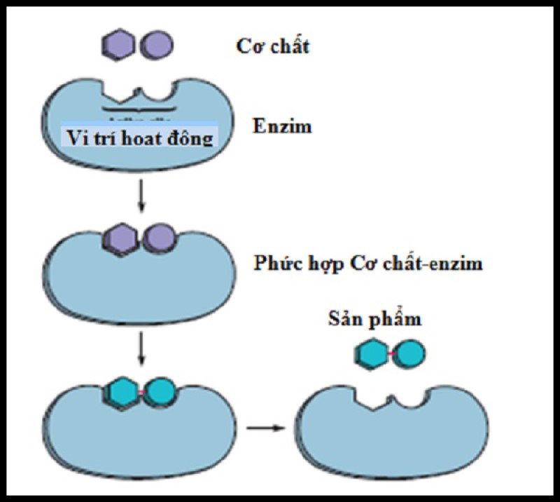 Cơ chế tác động của enzim