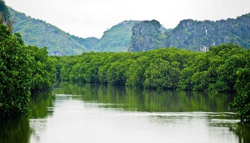 Khu sinh thái rừng ngập mặn Đại Hợp, Kiến Thụy. Khu sinh thái rừng ngập mặn Đại Hợp, Kiến Thụy.